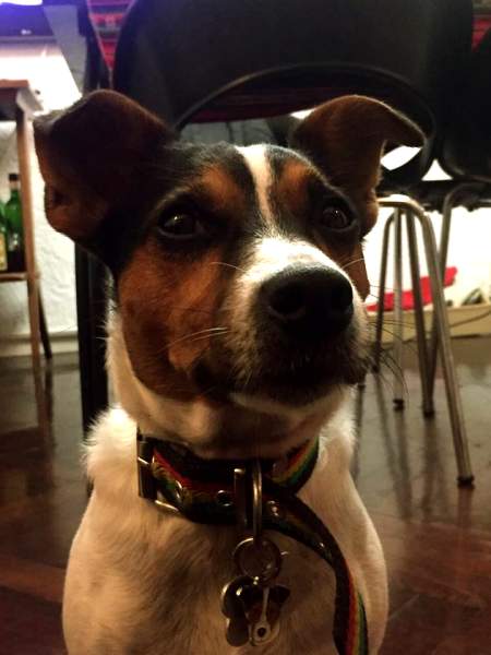 jack russel rocco.jpg
